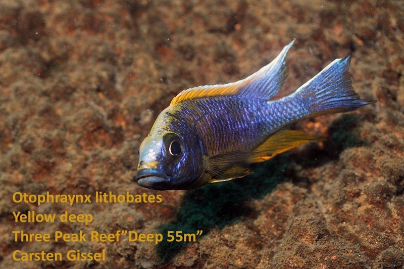 Otopharynx lithobates 'Three Peaks Reef'